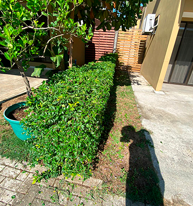 service single images