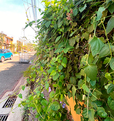 service single images